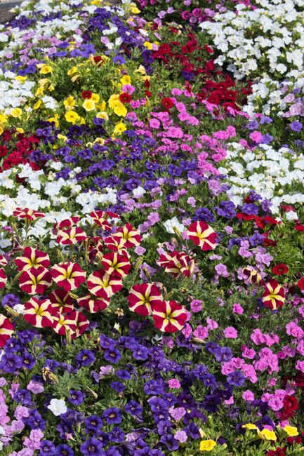 A vibrant and densely packed flower bed featuring a mix of colorful blooms including white, pink, red, yellow, purple, and violet flowers. Prominent among them are petunias and pansies, arranged in a 