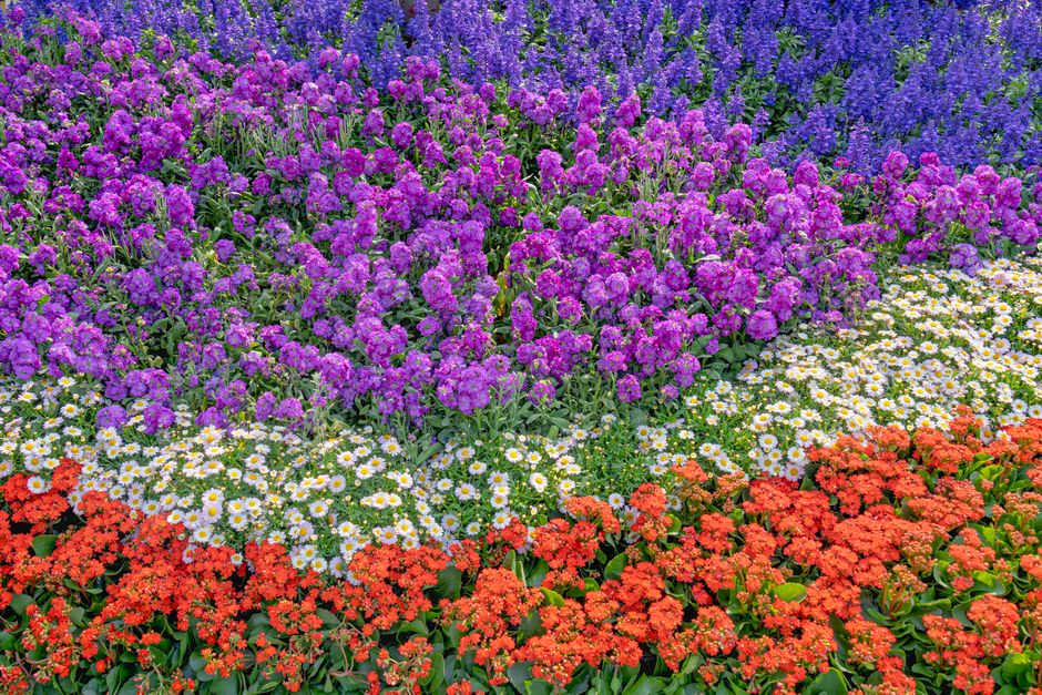 A vibrant flower bed featuring purple and violet lavender and salvia at the top, followed by white daisies with bright yellow centers in the middle section, and a dense row of orange and red kalanchoe