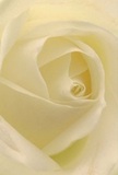 This evocative image draws you deep into the soft heart of a cream-white rose, its petals unfurling in a spiral reminiscent of morning calm beneath Brunswick Park's open sky. Each ivory fold appears touched by dew, its texture whisper-light and welcoming to the imagination-as though you could almost feel the velvet with your fingertips. Gentle shadows settle between the layers, imparting both depth and a subtle drama. The rose seems to radiate tranquility, the kind found in quiet early strolls by the Brunswick Park playground or in the lingering silence after heartfelt words are exchanged. For local florists, such a bloom represents the soul of reverence-an elegant choice for conveying sympathy, admiration, or new beginnings for families throughout Brunswick Park. Its understated scent-sweet, airy, and clean-completes the sensory impression, making this rose not just a flower, but an expression of the emotions and refined artistry behind life's most meaningful gestures.